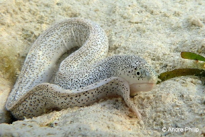 "Young Peppered Moray Eel"
Nabucco Nunukan, Indonesia by Andre Philip 